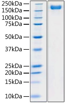 SARS-CoV-2 (COVID-19) S1+S2 ECD (S-ECD), (Wild type,pre-fusion state) Recombinant Protein