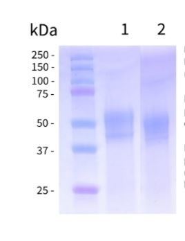 SARS-CoV-2 (COVID-19) Nucleocapsid (N) Recombinant Protein