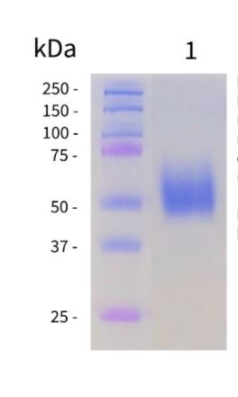 SARS-CoV-2 (COVID-19) NTD Recombinant Protein