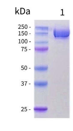 SARS-CoV-2 (COVID-19) Trimeric Spike (S) Recombinant Protein