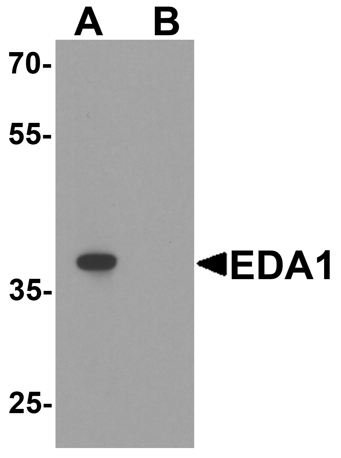 EDA1 Peptide
