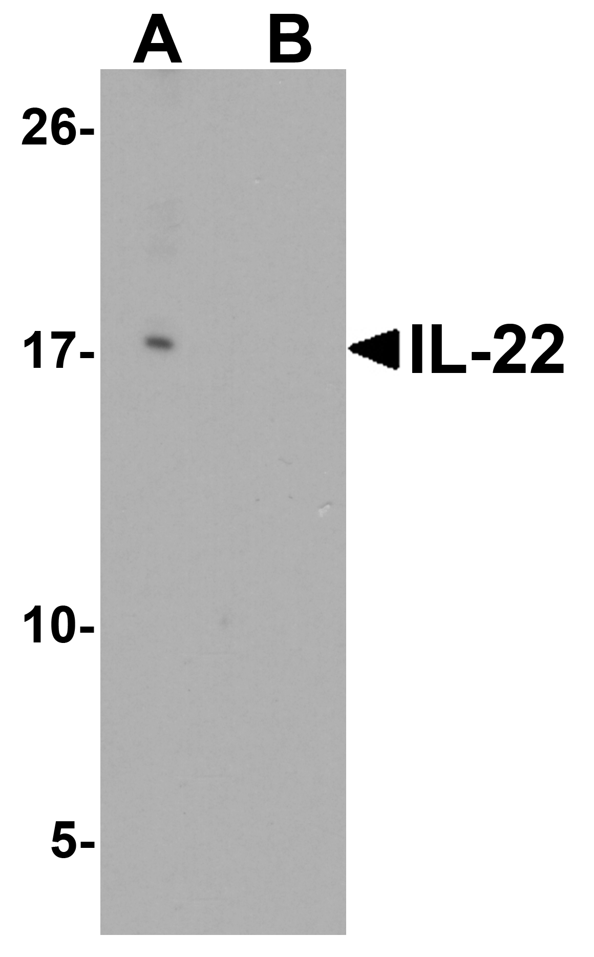 IL-22 Peptide