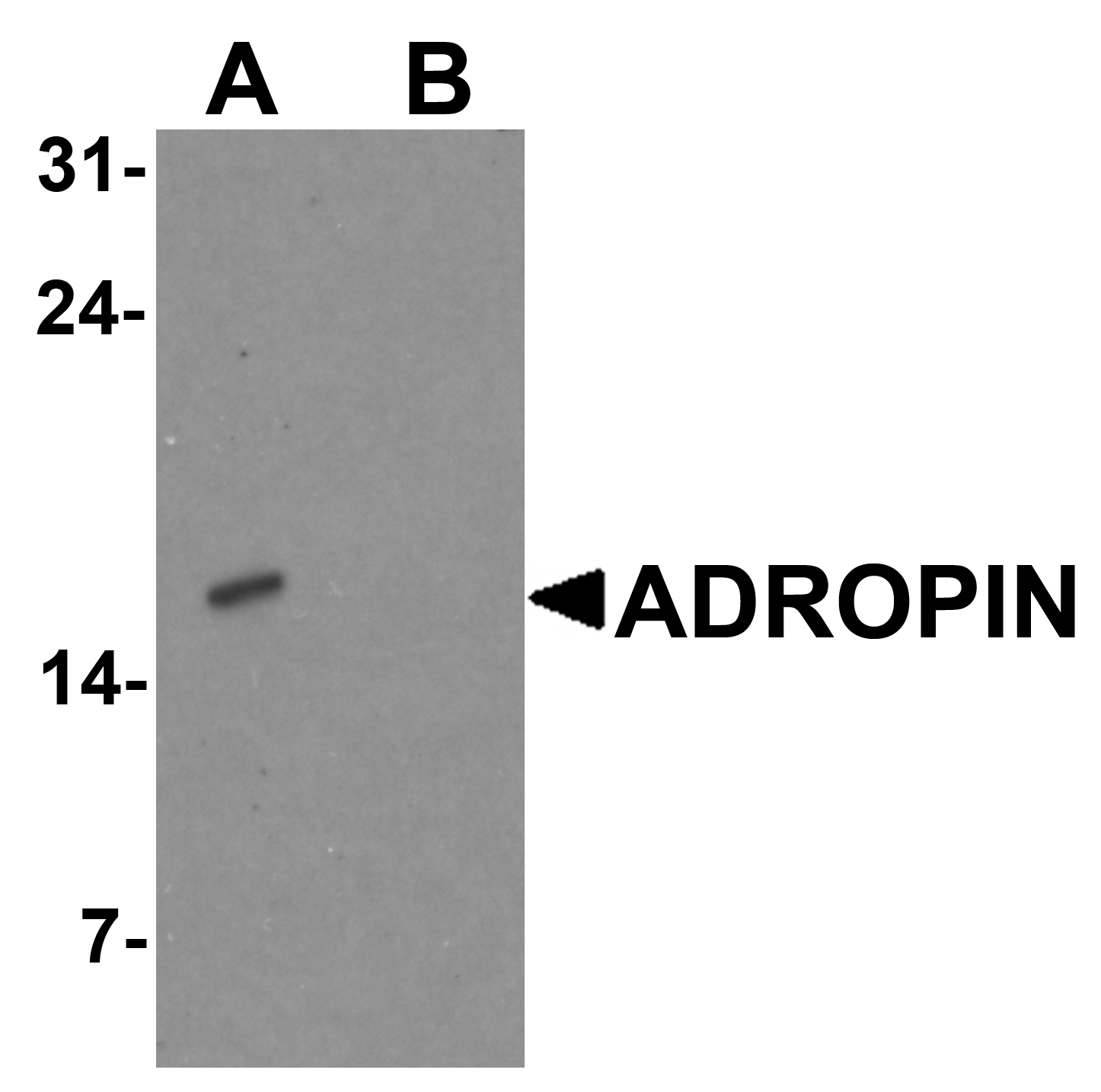 ADROPIN Peptide