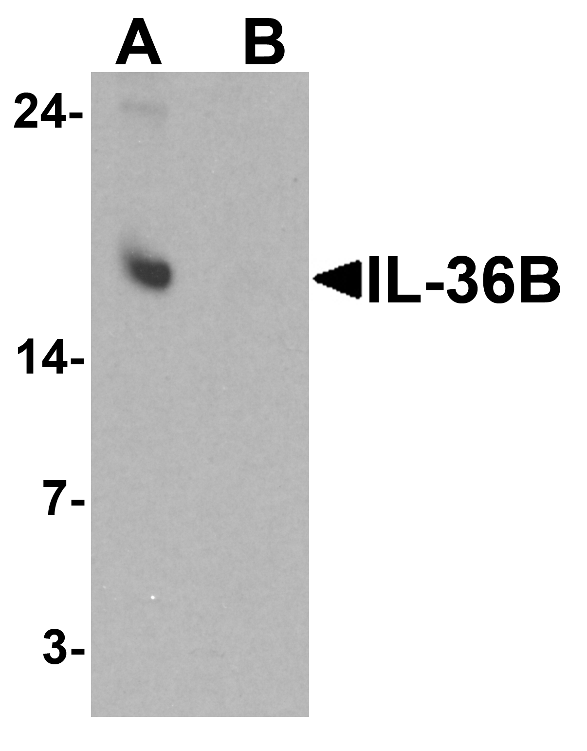 IL-36B Peptide