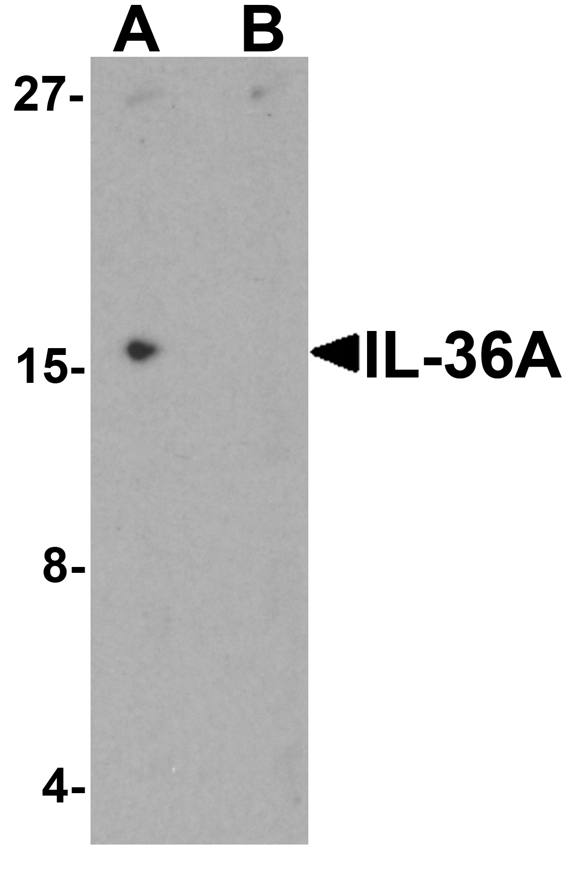 IL-36A Peptide