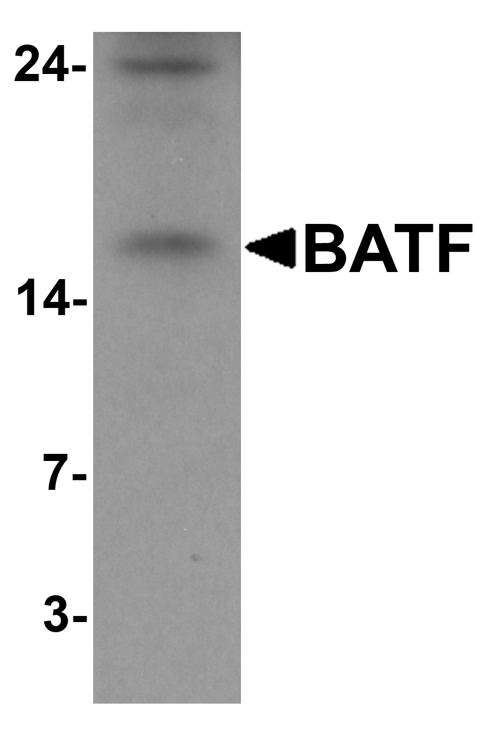 BATF Peptide