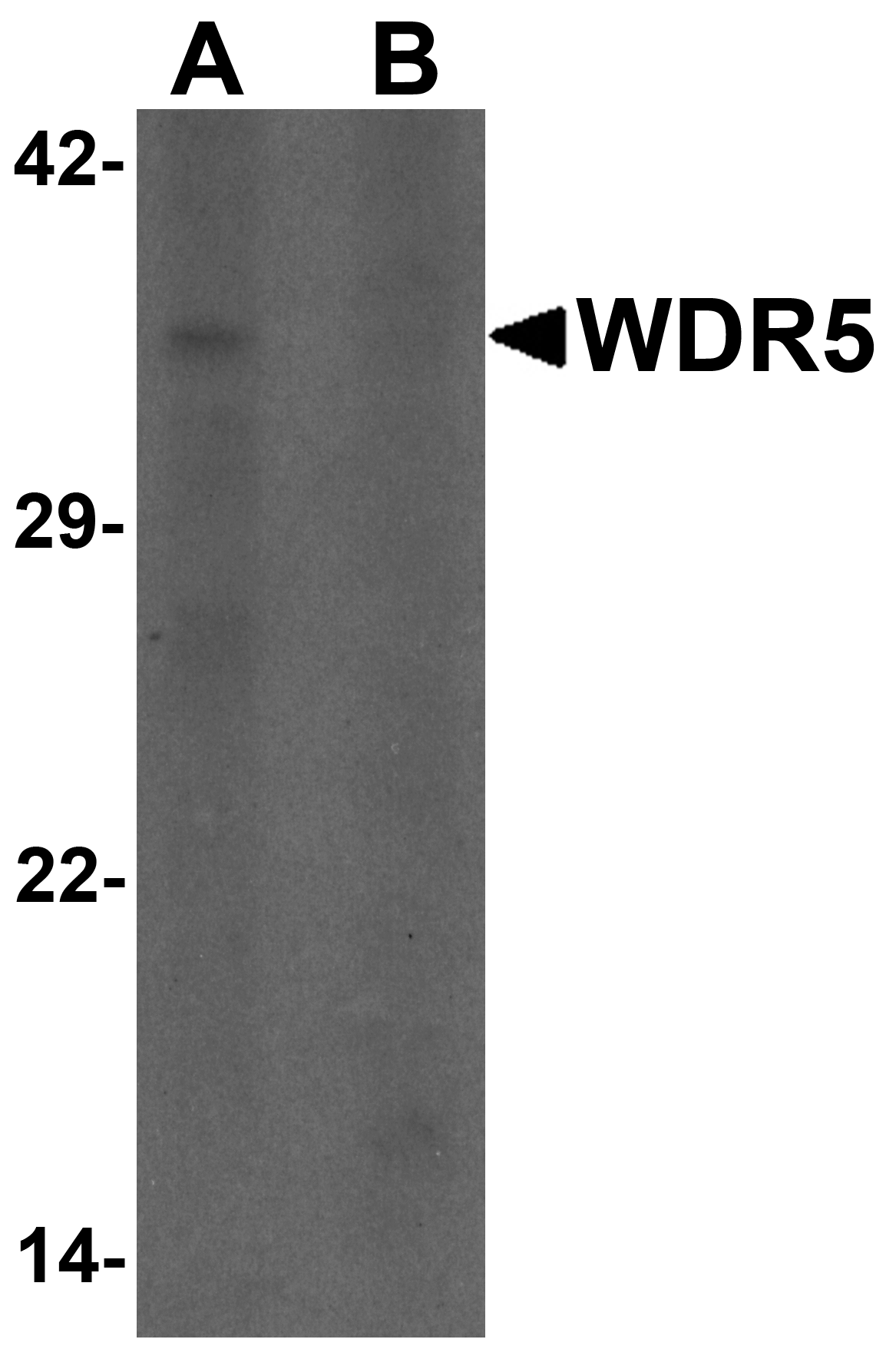 WDR5 Peptide
