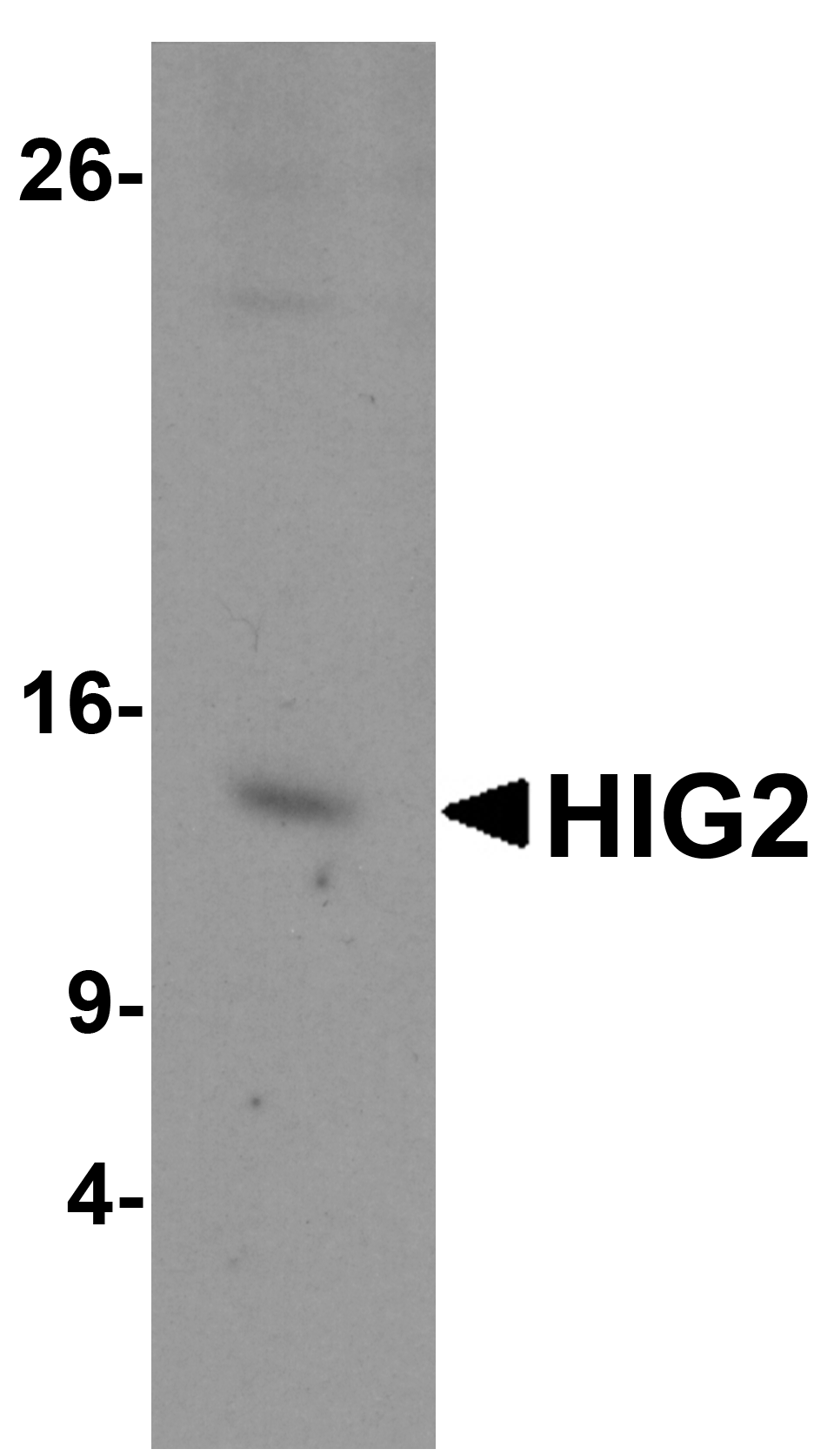 HIG2 Peptide