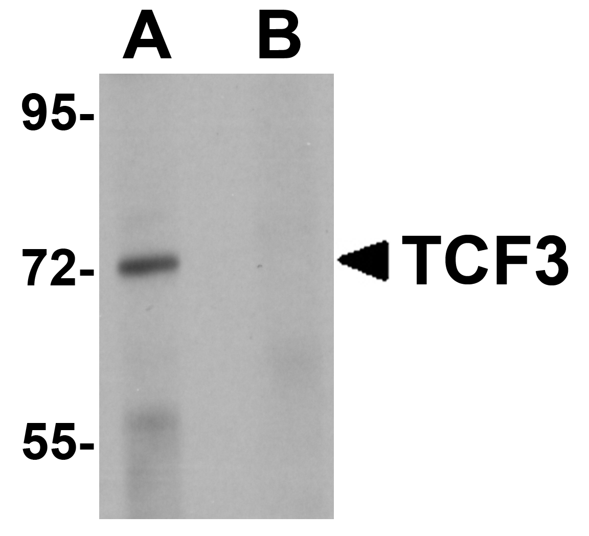 TCF3 Peptide