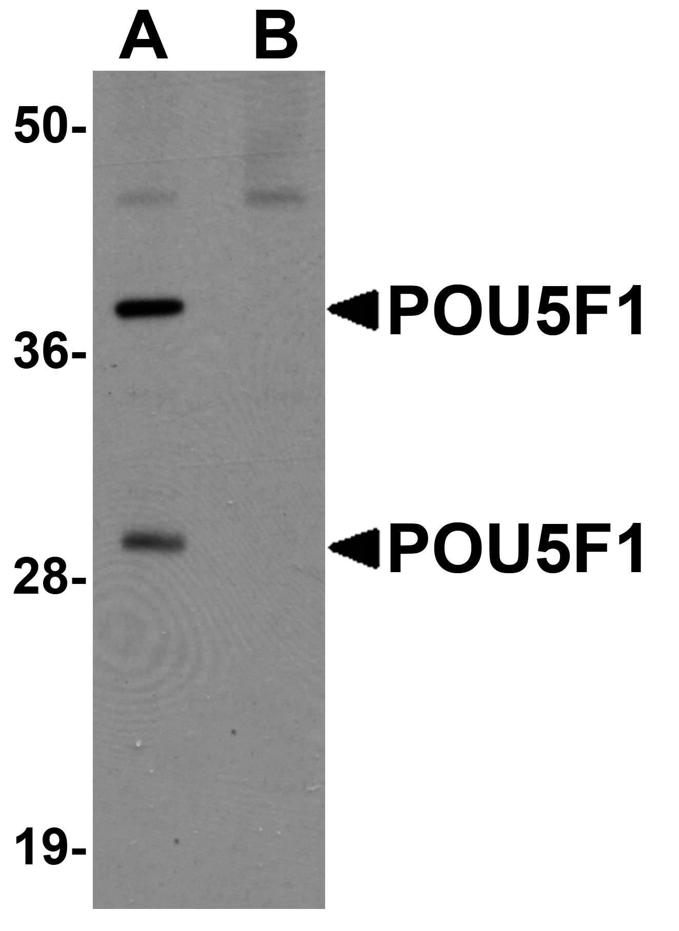 POU5F1 Peptide