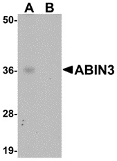 ABIN3 Peptide