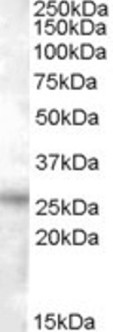 RASSF3 Peptide