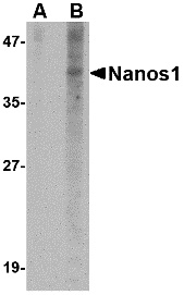 Nanos1 Peptide