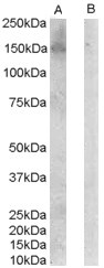 ERBB3 Peptide