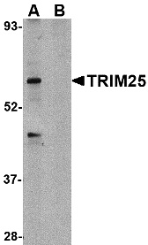 TRIM25 Peptide