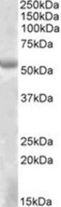 EYA1 Peptide