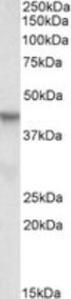 PINX1 Peptide