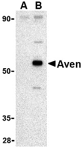 Aven Peptide