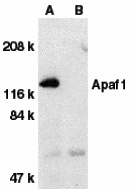 Apaf1 Peptide