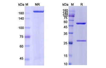 Tovetumab (PDGFRA / PDGFR2/ CD140a) - Research Grade Biosimilar Antibody