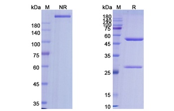 Alemtuzumab (CD52) - Research Grade Biosimilar