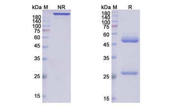 Etesevimab - Research Grade Biosimilar