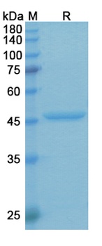 Aflibercept - Research Grade Biosimilar