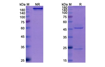 Sotrovimab (VIR-7831/GSK4182136) - Research Grade Biosimilar Antibody