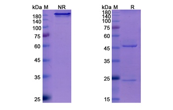 Sotrovimab (VIR-7831/GSK4182136) - Research Grade Biosimilar