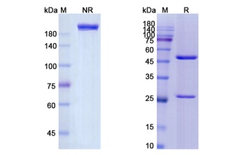 Ansuvimab - Research Grade Biosimilar
