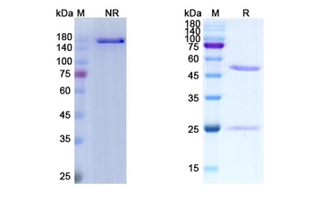 Cilgavimab - Research Grade Biosimilar Antibody