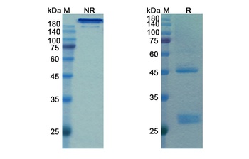 Bamlanivimab - Research Grade Biosimilar