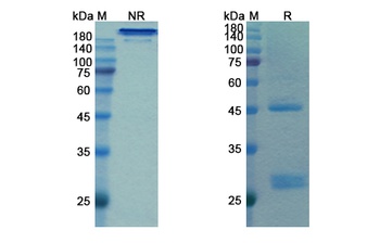 Bamlanivimab - Research Grade Biosimilar Antibody