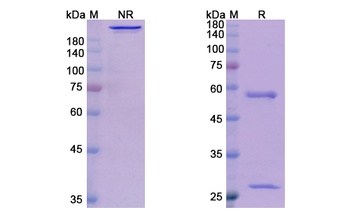 Talizumab - Research Grade Biosimilar Antibody