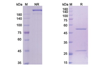 Brentuximab - Research Grade Biosimilar
