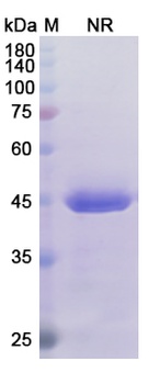 Certolizumab - Research Grade Biosimilar