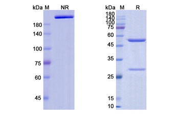 Trastuzumab - Research Grade Biosimilar