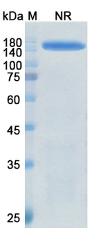 Meplazumab - Research Grade Biosimilar