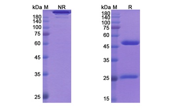 CXCL8 Biosimilar Antibody