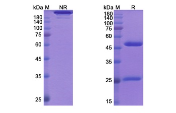 BMS-986253, HuMax-IL8, HuMax-Inflam/MDX018 - Research Grade Biosimilar