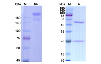 Suvratoxumab - Research Grade Biosimilar