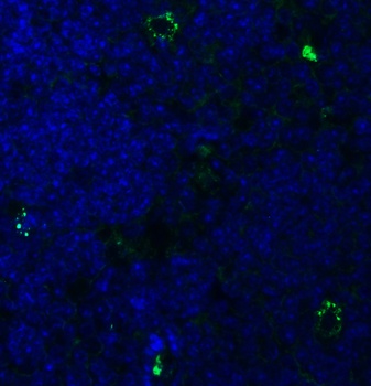 PEX3 (IN) Antibody