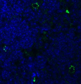 PEX3 Antibody