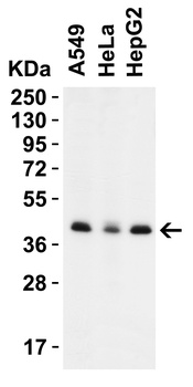 PEX3 (CT) Antibody