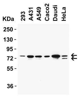 NCOA4 (IN) Antibody