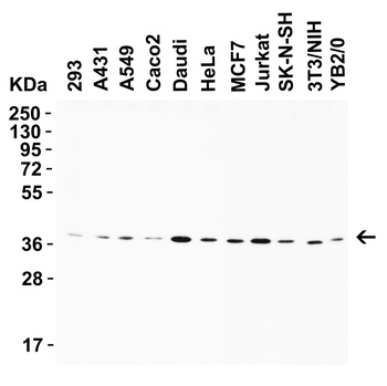 AIFM2 (IN) Antibody