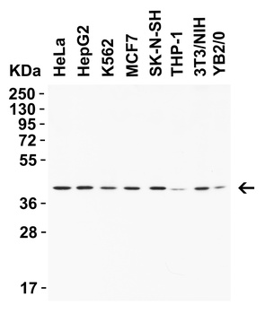 AIFM2 (CT) Antibody