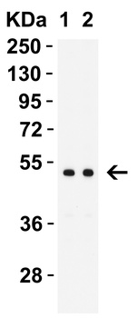 MNDA Antibody