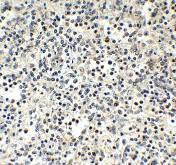 MNDA Antibody