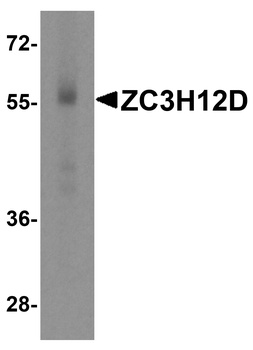 ZC3H12D Antibody